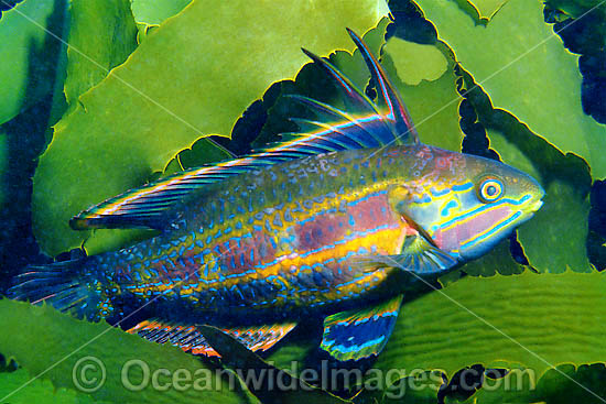 Rainbow Cale Odax acroptilus photo Rainbow Cale Odax acroptilus photo