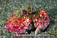 Box Crab Calappa sp. Photo - Gary Bell