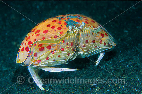 Box Crab Calappa calappa photo Box Crab Calappa calappa photo