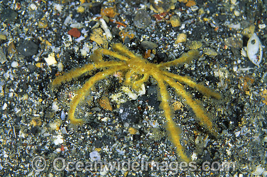 Spider Crab Achaeus japonicus photo Spider Crab Achaeus japonicus photo