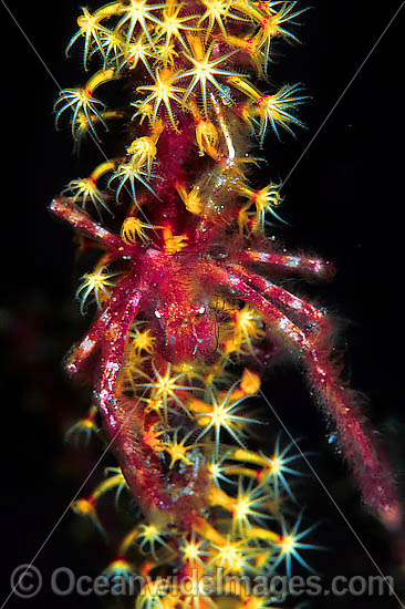 Spider Crab Achaeus japonicus photo Spider Crab Achaeus japonicus photo