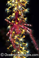 Spider Crab Achaeus japonicus Photo - Gary Bell