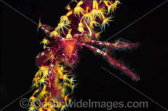 Spider Crab photo Spider Crab photo