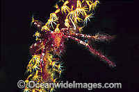 Spider Crab Photo - Gary Bell