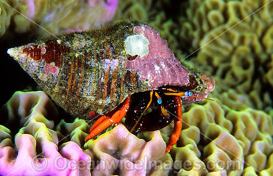 Hermit Crab Calcinus morgani photo Hermit Crab Calcinus morgani photo