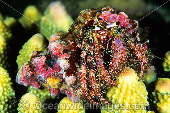 Hermit Crab Dardanus lagopodes photo Hermit Crab Dardanus lagopodes photo
