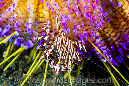 Zebra Urchin Crab Zebrida adamsii photo Zebra Urchin Crab Zebrida adamsii photo