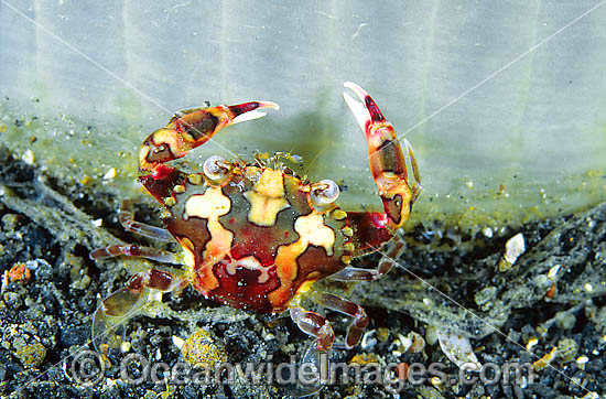 Harlequin Crab Lissocarcinus laevis photo Harlequin Crab Lissocarcinus laevis photo