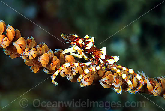 Spider Crab Xenocarcinus tuberculatus photo Spider Crab Xenocarcinus tuberculatus photo