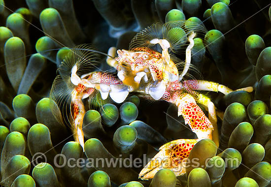 Spotted Porcelain Crab photo Spotted Porcelain Crab photo