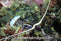 Painted Crayfish Photo - Gary Bell