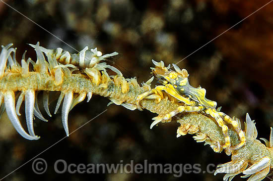 Commensal Spider Crab Xenocarcinus tuberculatus photo Commensal Spider Crab Xenocarcinus tuberculatus photo
