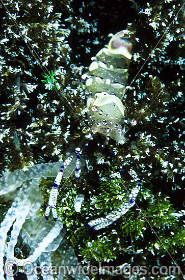 Commensal Shrimp Periclimenes venustus photo Commensal Shrimp Periclimenes venustus photo