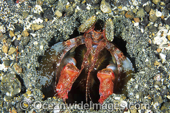 Mantis Shrimp Lysiosquillina lisa in burrow photo Mantis Shrimp Lysiosquillina lisa in burrow photo