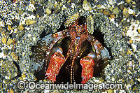 Mantis Shrimp Lysiosquillina lisa in burrow Photo - Gary Bell