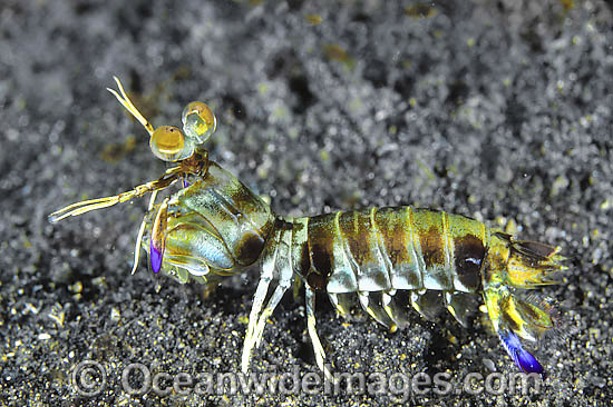 Mantis Shrimp Odontodactylus latirostris photo Mantis Shrimp Odontodactylus latirostris photo