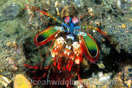 Mantis Shrimp with eggs photo Mantis Shrimp with eggs photo