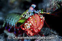 Mantis Shrimp with eggs Photo - Gary Bell
