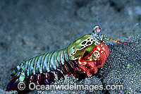 Mantis Shrimp Odontodactylus scyallarus Photo - Gary Bell