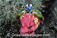 Mantis Shrimp with eggs Photo - Gary Bell