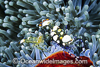 Commensal Shrimp Periclimenes brevicarpalis Photo - Gary Bell