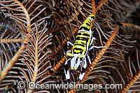 Commensal Crinoid Shrimp on Crinoid Photo - Gary Bell