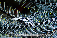 Commensal Crinoid Shrimp Periclimenes sp. Photo - Gary Bell
