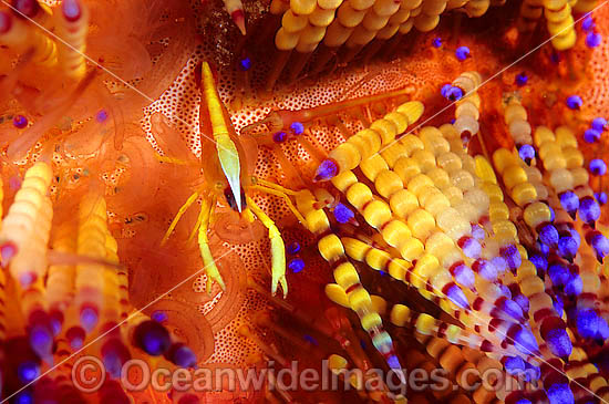 Shrimp Stinging Fire Urchin photo Shrimp Stinging Fire Urchin photo