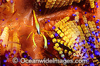 Shrimp Stinging Fire Urchin Photo - Gary Bell