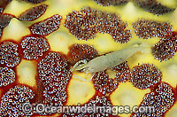 Commensal Shrimp on a Sea Star Photo - Gary Bell