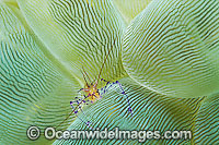 Commensal Shrimp Photo - Gary Bell