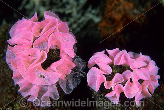 Spanish Dancer egg Ribbon photo