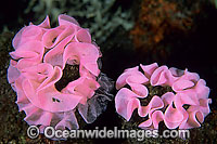 Spanish Dancer egg Ribbon Photo - Gary Bell
