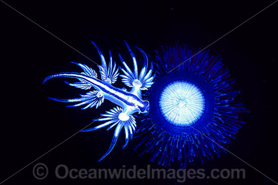 Nudibranch feeding on Porpita photo