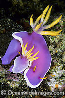 Pink Dorid Nudibranch Photo - Gary Bell