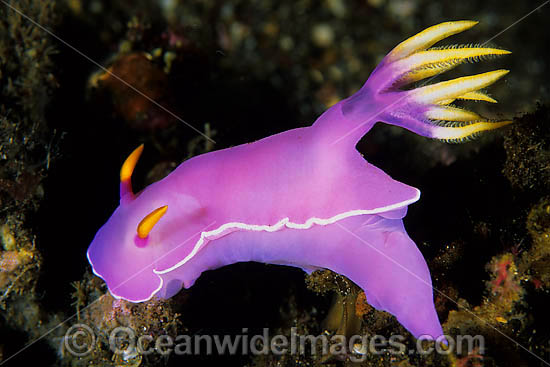 Pink Dorid Nudibranch Chromodoris bullocki photo