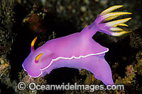 Pink Dorid Nudibranch Chromodoris bullocki Photo - Gary Bell