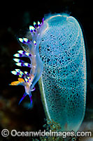 Nudibranch Flabellina exoptata Photo - Gary Bell