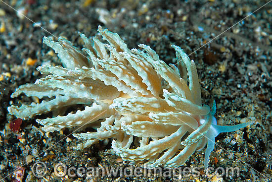 Nudibranch Phyllodesmium crypticum photo