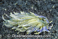 Nudibranch Phyllodesmium sp. Photo - Gary Bell