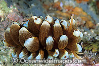 Nudibranch Phyllodesmium kabiranum Photo - Gary Bell