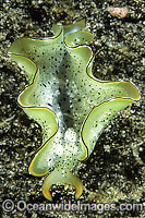 Sacoglossan Elysia ornata Photo - Gary Bell