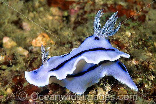 Nudibranch Chromodoris willani photo Nudibranch Chromodoris willani photo