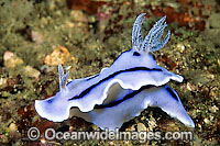 Nudibranch Chromodoris willani Photo - Gary Bell