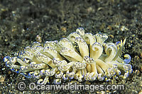 Nudibranch Phyllodesmium sp. Photo - Gary Bell