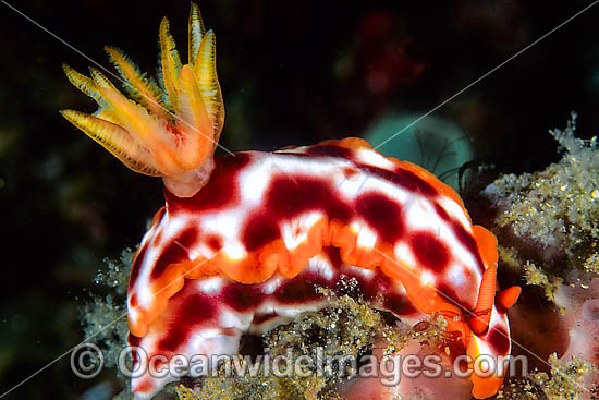 Nudibranch Hypselodoris purpureomaculosa photo Nudibranch Hypselodoris purpureomaculosa photo
