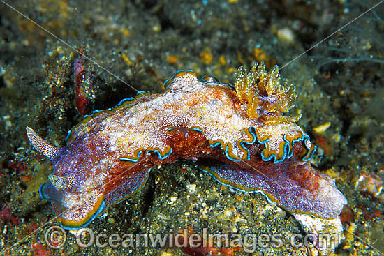 Nudibranch Glossodoris cincta photo Nudibranch Glossodoris cincta photo