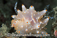 Nudibranch Halgerda batangas Photo - Gary Bell