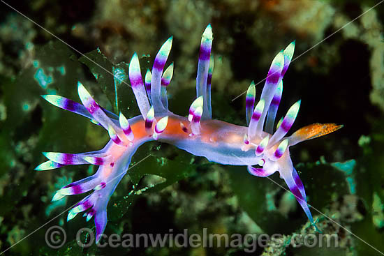 Nudibranch Flabellina exoptata photo Nudibranch Flabellina exoptata photo