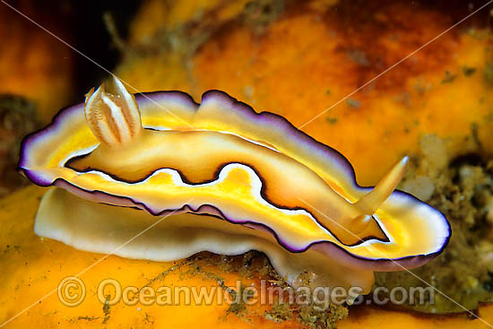 Nudibranch Chromodoris coi photo